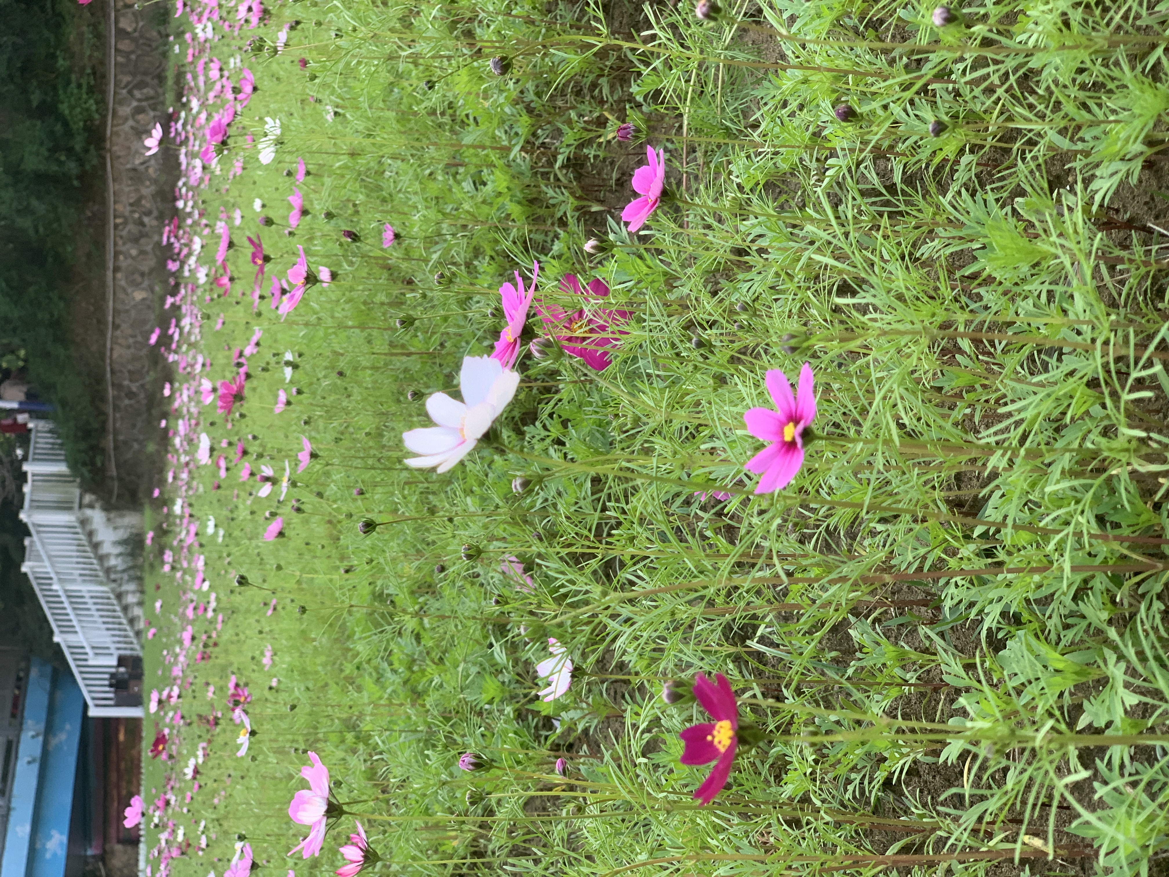 有機(jī)廢氣的來(lái)源及危害